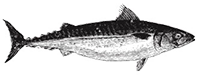 Tuna